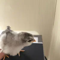 جوجه گلین یک روزه تا یک ماهه