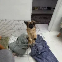 سگ پا کوتاه