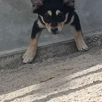 سگ پاپی مادر دختر