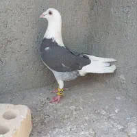 کفتر|حیوانات|سبزوار, شرق کال جنوبی (شمس آبادی)|دیوار