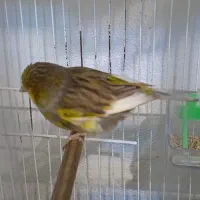 قناری گلاستر اورجینال تکی نر ۵میلییون ماده ۴|پرنده|محمودآباد, |دیوار