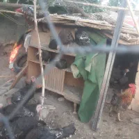 جوجه بقلمون ۷۰ روزه