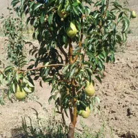 نهال فروشی رضادرخشان ارقام گردو بادام هلونهالستان|گل و گیاه طبیعی|زاینده رود, |دیوار