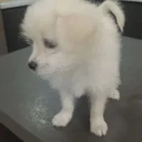 توله پودل کراس مینیاتوری  دختر ناز نازی و بازیگوش