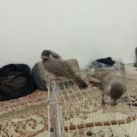 جوجه قناری