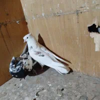 سه عدد کفتر پرشی معاوضه با ماده شازده زرد سرور