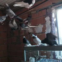 فروش و معاوضه کبوتر|پرنده|سورک, |دیوار