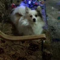 سگ پامر روباهی اصیل|سگ|اصفهان, گلزار|دیوار