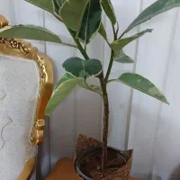 گل فیکوس شرابی