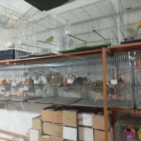 قناری پرنده سرای چکاوک|پرنده|خوی, |دیوار