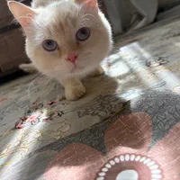 گربه اشرافی