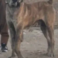 سگ‌ افغان خراسانی  سرابی   عراقی