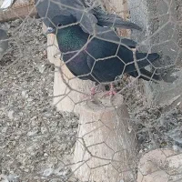 کبوتر دمگیر غلاق