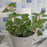 گل طبیعی