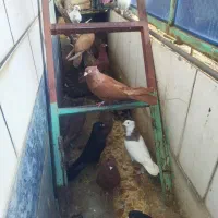 کبوتر دزدیه شده|حیوانات|ایذه, |دیوار