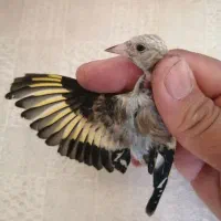 سهره سرسیاه معاوضه