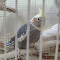 عروس هلندی|پرنده|مشهد, ولیعصر (شهرک غرب)|دیوار