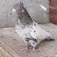 بهبهانی و پلاکی|پرنده|شیراز, شیخ علی چوپان|دیوار