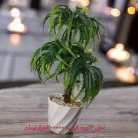 تولیدی گل مصنوعی ظریف انواع گل مصنوعی به قیمت عمده|گل مصنوعی|یزد, |دیوار