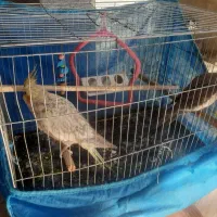 یک جف عروس هلندی نرو ماده