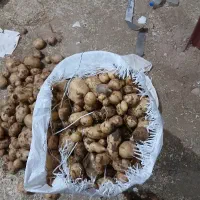 سیب زمینی گاوی