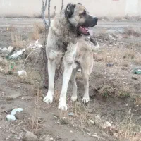 سگ سرابی
