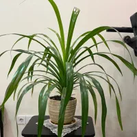 دو عدد گلدان پاندانوس آپارتمانی