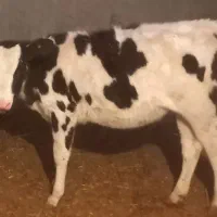 گاو زاییده با گوساله ماده رگایی|حیوانات مزرعه|بیرجند, |دیوار