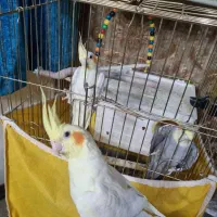 عروس هلندی
