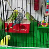 مرغ عشق|پرنده|ارومیه, |دیوار