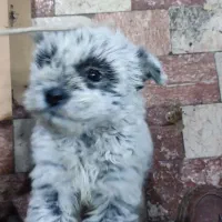 سگ مینیاتوری نر|سگ|سهند, |دیوار