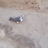 کبوتر|پرنده|زاهدان, |دیوار