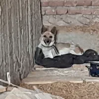 سگ پاکوتاه نگهبان