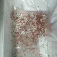 ماهی قرمز و مشکی مخلوط حراج فوری