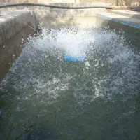 ماهی قزل الا زنده سمیم