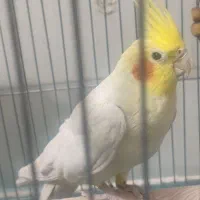 یک جفت عروس هلندی سخنگو|پرنده|رفسنجان, |دیوار