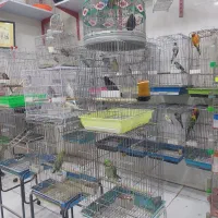 عروس هلندی|پرنده|شیراز, شهرک پرواز|دیوار