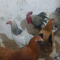 مرغ و خروس|حیوانات مزرعه|محمدشهر, محمدشهر|دیوار