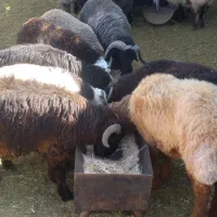 بره نر جفتی ۸۰کیلو