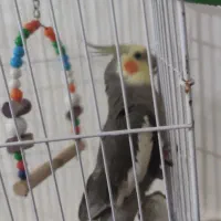 پرنده‌عروس نر