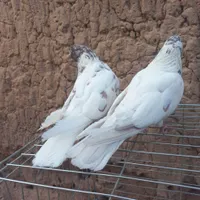 دوجفت نروماده کله ای شمرونی با جوجه|پرنده|اردکان, |دیوار