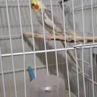 یک جفت عروس هلندی مولد جوان باسه تا جوجه|پرنده|کاشمر, |دیوار