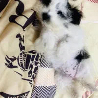 سگ خیلی کوچیک|سگ|سنگر, |دیوار