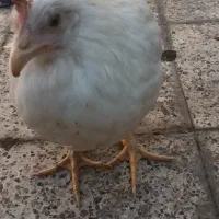 مرغ جوان تخم گذار