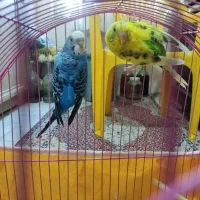 مرغ عشق|پرنده|تهران, نظامآباد|دیوار