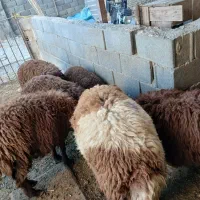 میش و بره جوان و بره نر کیلویی|حیوانات مزرعه|خمین, |دیوار