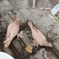 کبوتر راعبی اصل|پرنده|مشهد, ایثار|دیوار