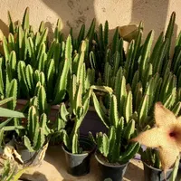 استاپلیا ( گل ستاره ای)|گل و گیاه طبیعی|تهران, مجیدیه|دیوار