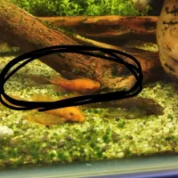 پوزه بوته ای رد ماربل سوپر باله|ماهی|مشهد, تربیت (صدف)|دیوار