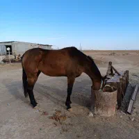 اسب|اسب و تجهیزات اسبسواری|جوین, |دیوار